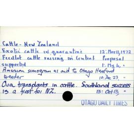 Cattle - New Zealand