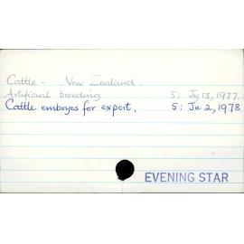 Cattle - New Zealand