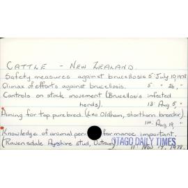 CATTLE - NEW ZEALAND