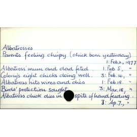 Albatrosses