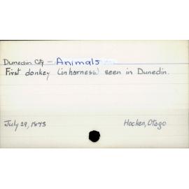 Dunedin City - Animals 