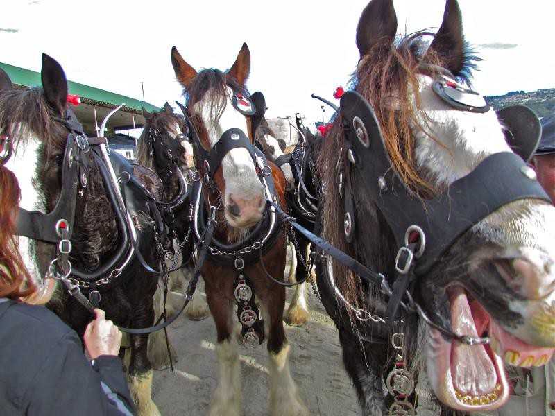 Clydesdale Horse Society of New Zealand Centenary Celebrations